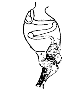 speciesimage