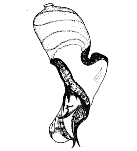 speciesimage