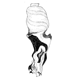 speciesimage
