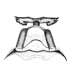 speciesimage