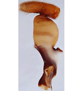 speciesimage