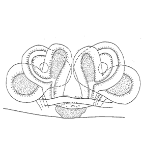 speciesimage
