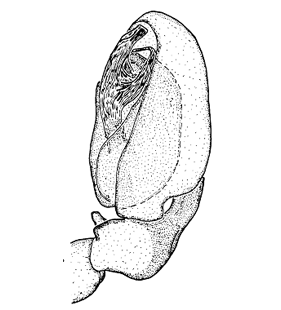 speciesimage