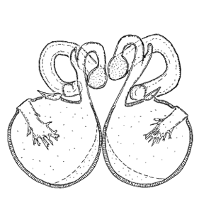 speciesimage