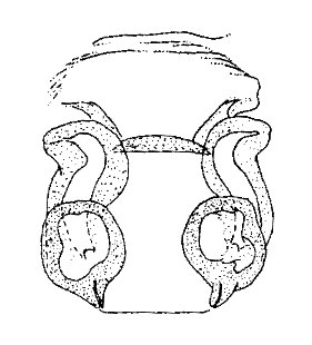 species