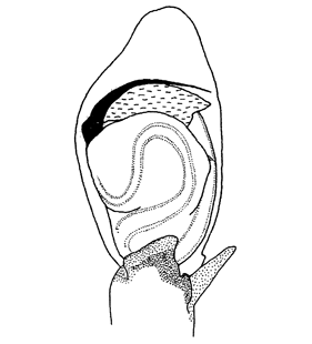 species