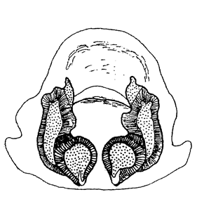 species
