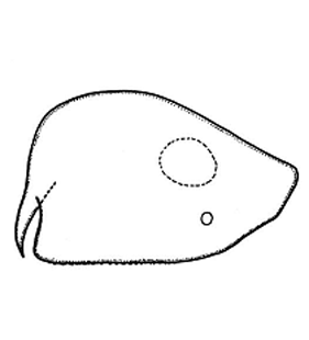 speciesimage