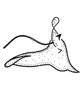 speciesimage