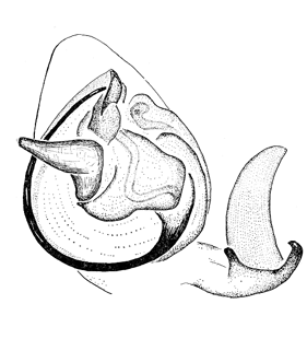 speciesimage