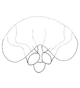speciesimage