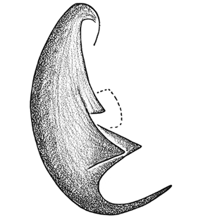 speciesimage
