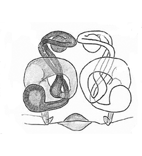 speciesimage