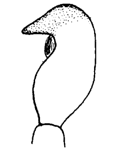 speciesimage