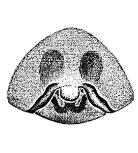 speciesimage