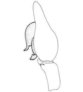 speciesimage