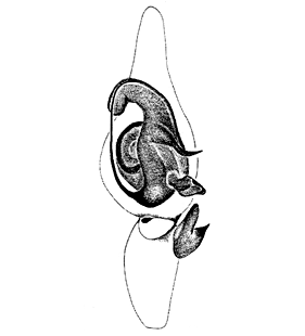 speciesimage
