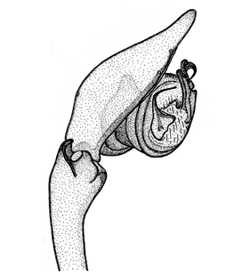 speciesimage