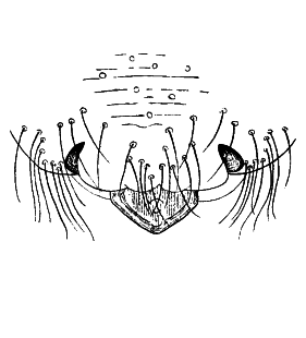 speciesimage