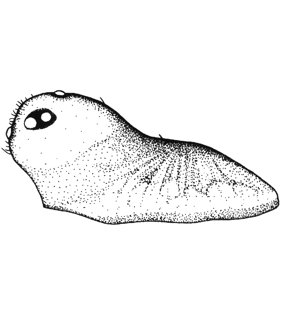 speciesimage