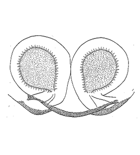 speciesimage