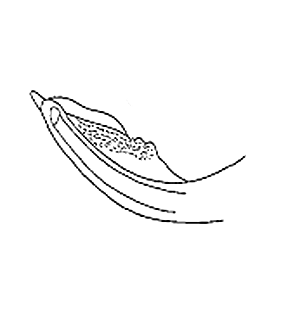 speciesimage