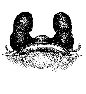 speciesimage