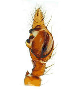 speciesimage