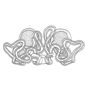 speciesimage