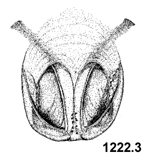 species