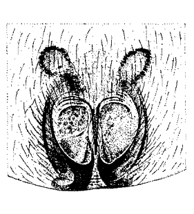 species