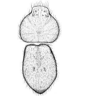 species