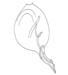speciesimage