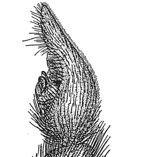 speciesimage