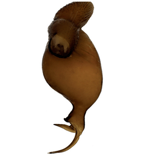 speciesimage