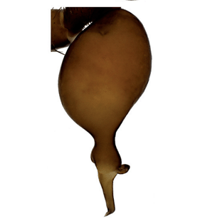 speciesimage