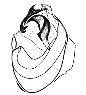 speciesimage