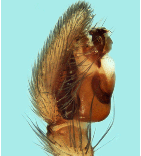 speciesimage