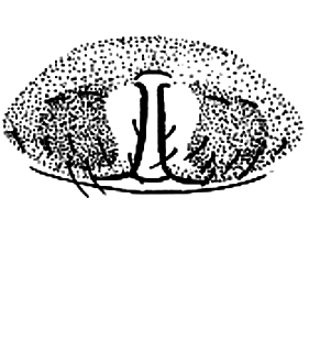 speciesimage