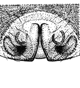 speciesimage