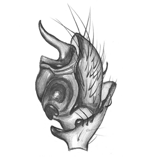 speciesimage