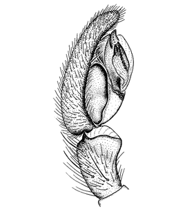 speciesimage