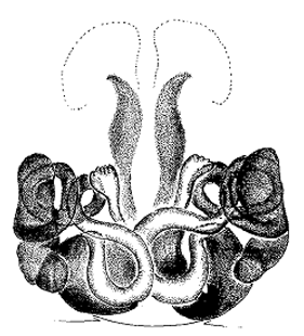 speciesimage