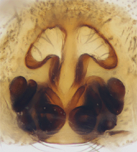 speciesimage
