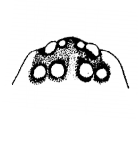 speciesimage