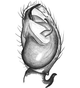 species