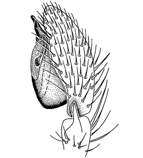 species