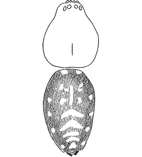 species