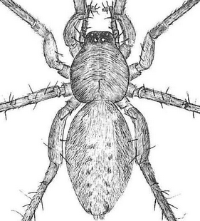 species