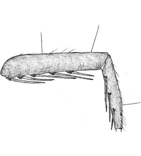 species